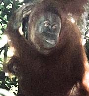 'Orangutan with Baby' by Asienreisender